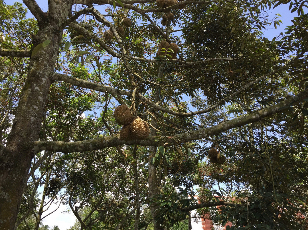 Durian Garden-Polomolok必去景点