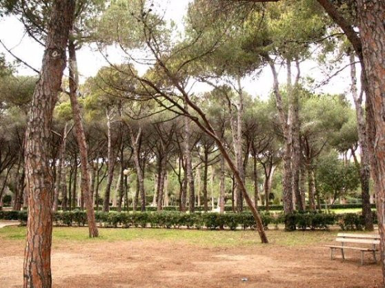 Pineta Marradi景点图片