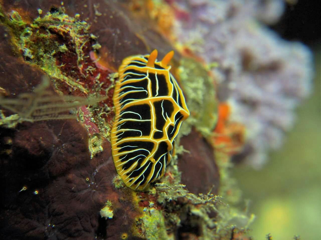 Taveuni Dive-塔韦乌尼岛必去景点