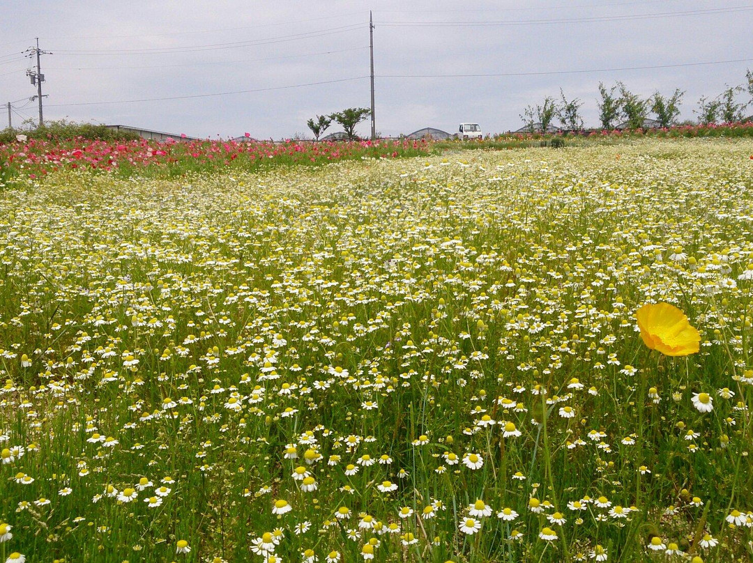 Kozan Lavender no Oka Kurose Farm景点图片