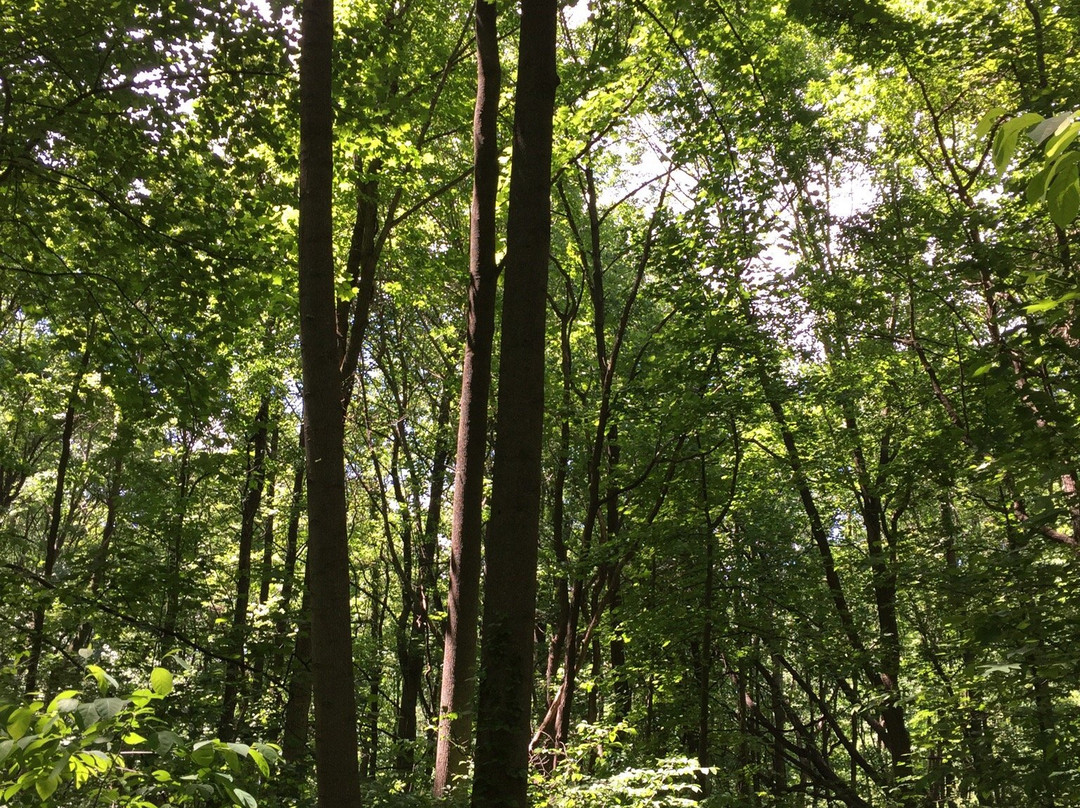 Jugtown Mountain Nature Preserve景点图片