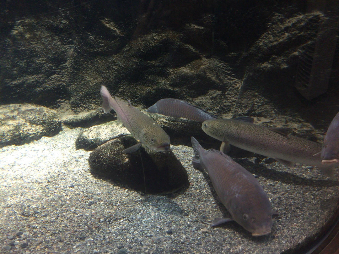 Bifuka Sturgeon Museum-美深町必去景点