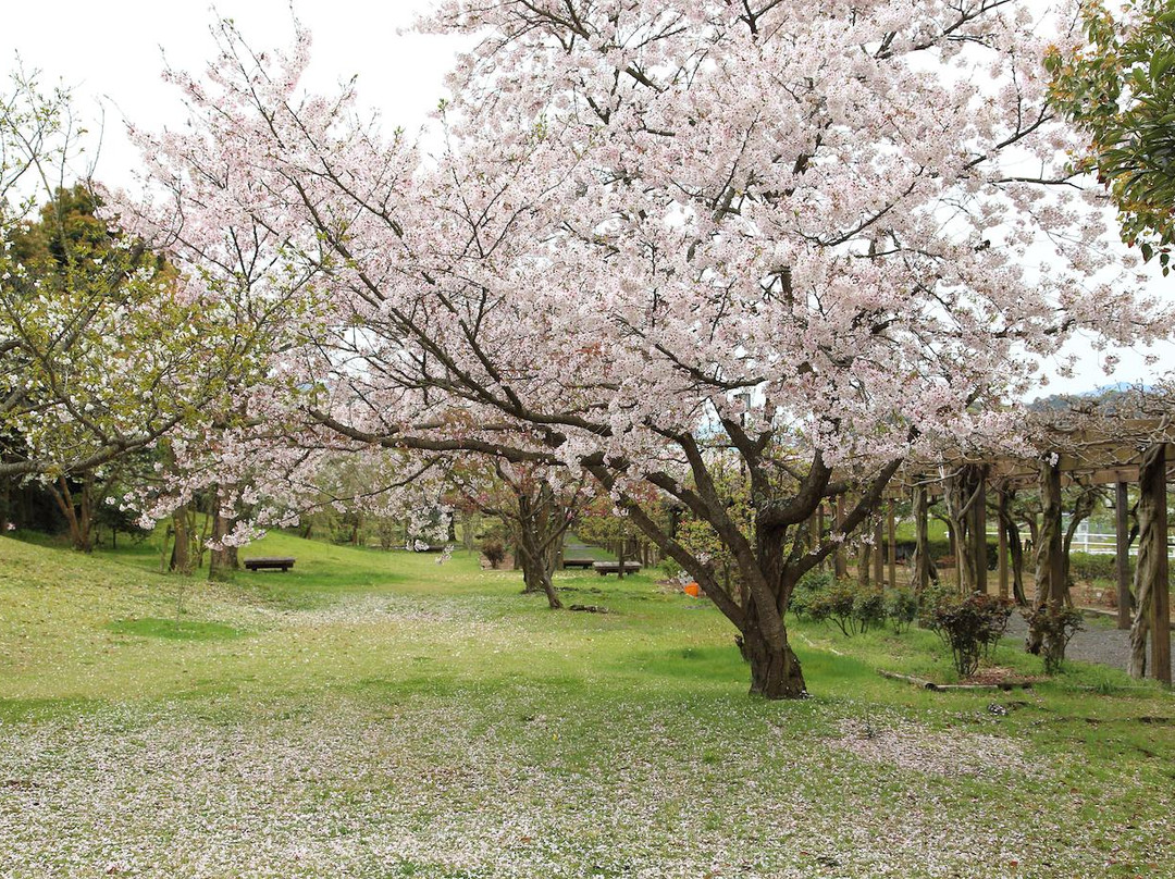 Omishima Fuji Park-今治市必去景点