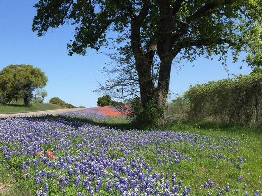 Bluebonnet Trail-Llano必去景点