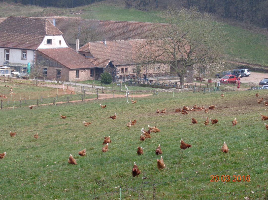 Hauenstein餐馆和美食-Bio-Gasthof Bärenbrunnerhof