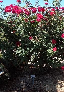 Kojonup Visitor Centre-Kojonup必去景点