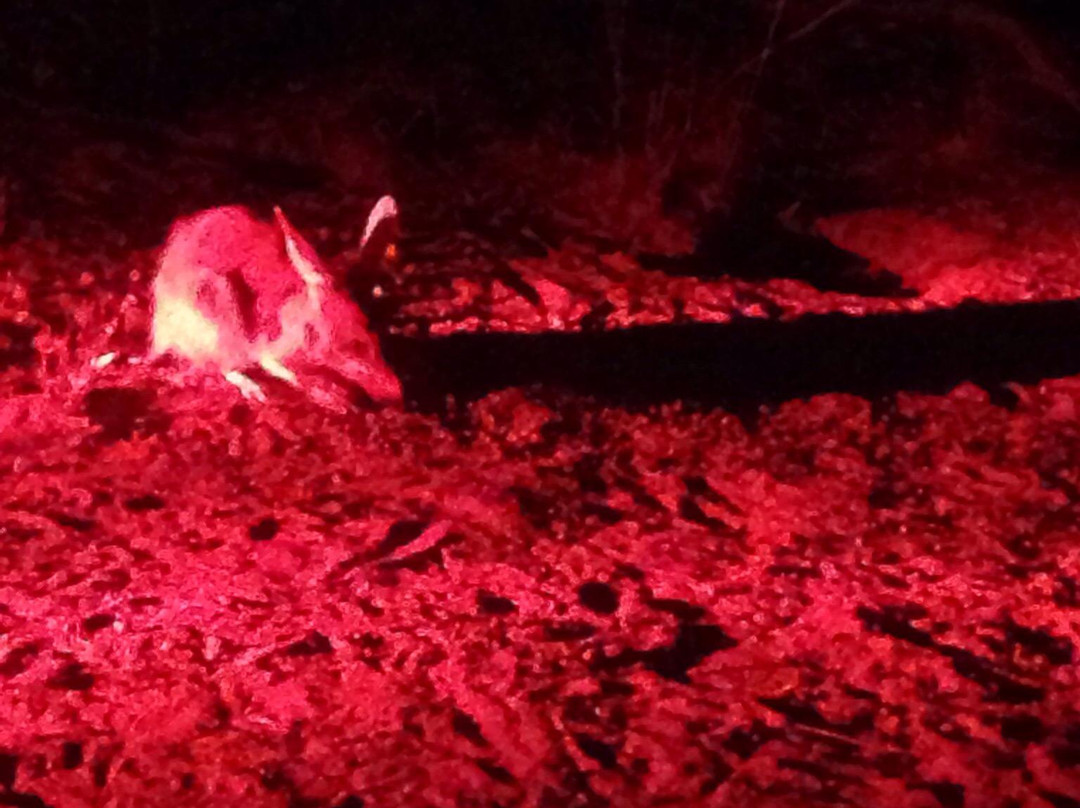 Barna Mia Nocturnal Wildlife Experience景点图片