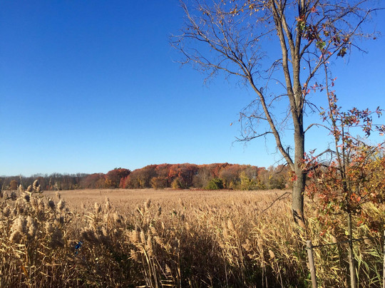Freshkills Park-斯塔滕岛必去景点