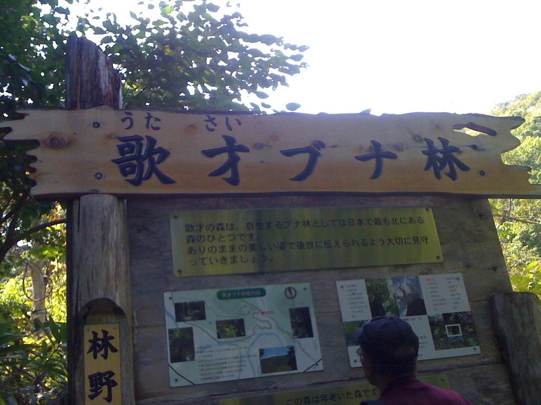 Utasai Beech Forests-黑松内町必去景点