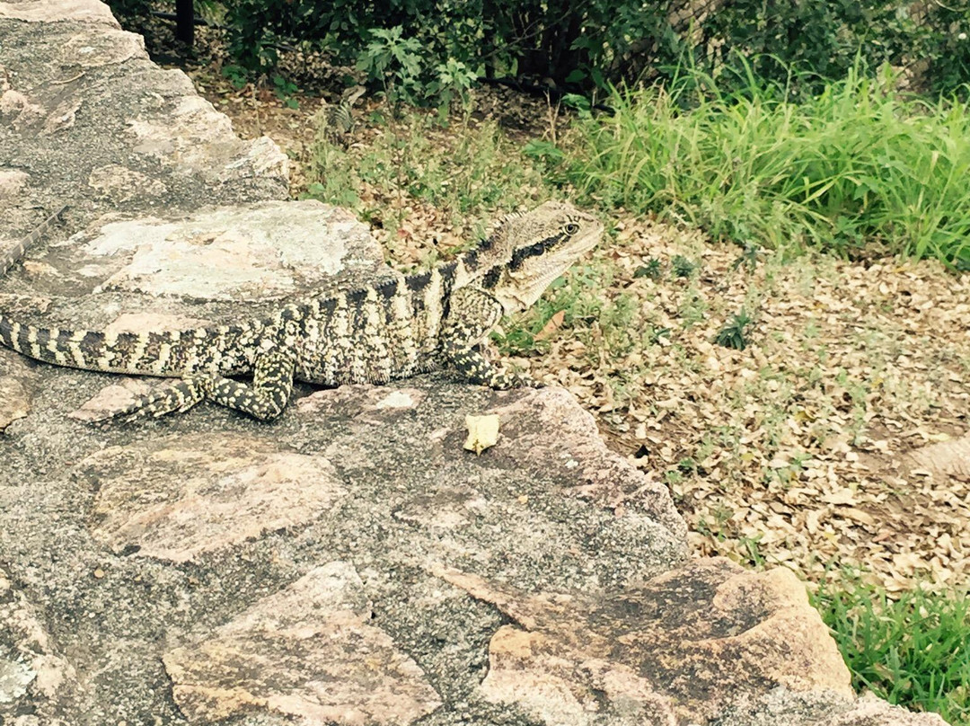 Kangaroo Point Cliffs Park-布里斯班必去景点