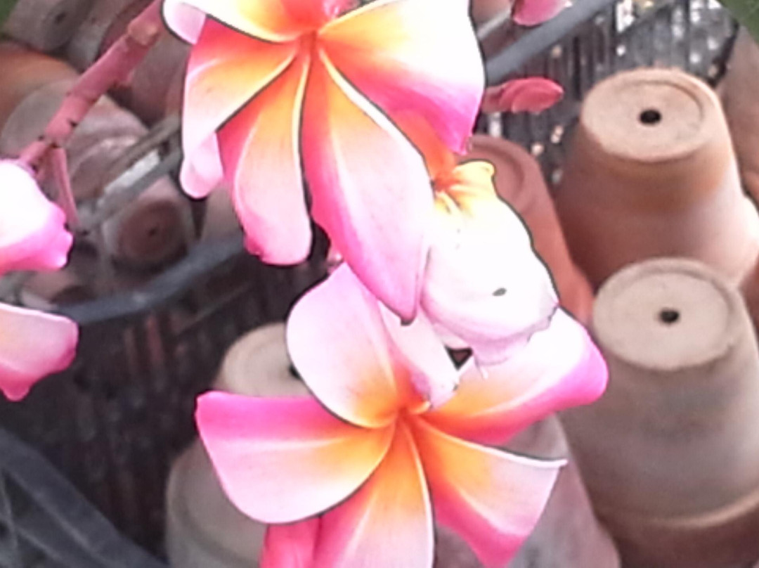 Quad City Botanical Center-罗克艾兰必去景点