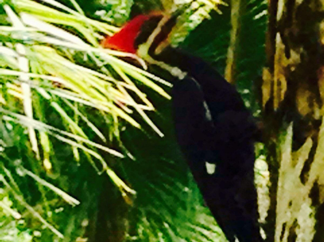 Limestone Creek Natural Area-朱庇特必去景点