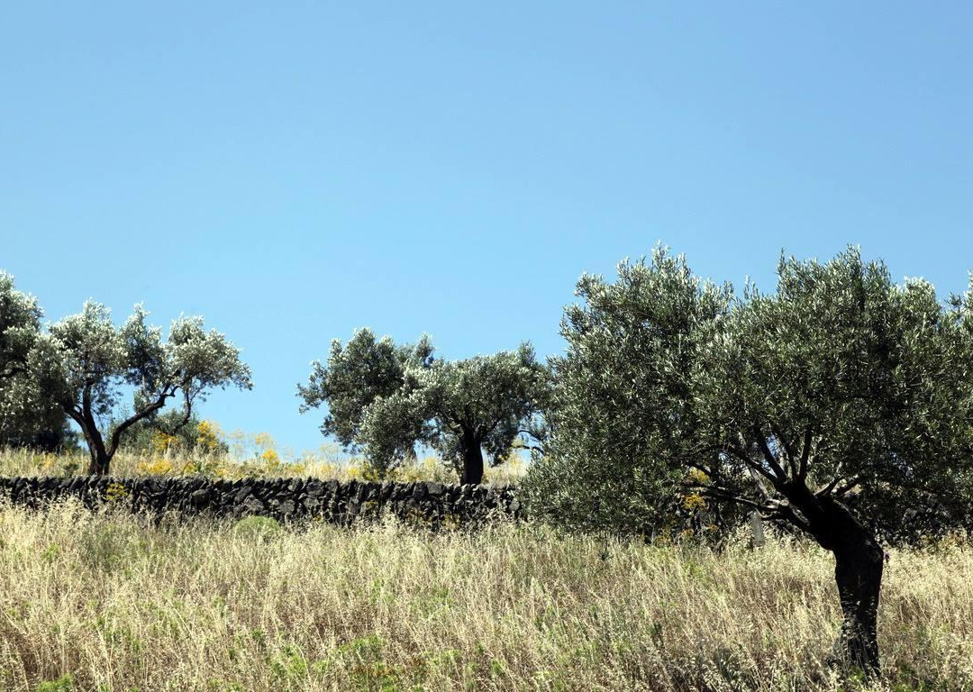Lesvos Ouzo and Olive Oil Tour景点图片