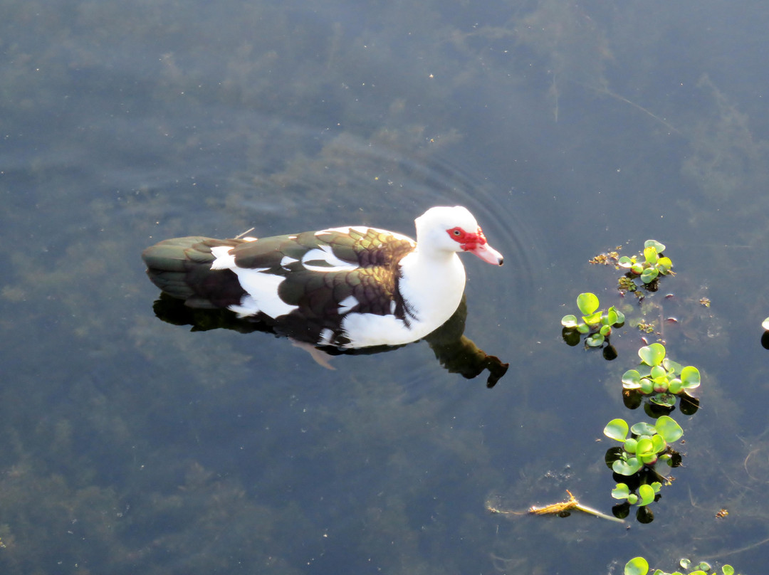 Cooter Pond Park-因弗内斯必去景点