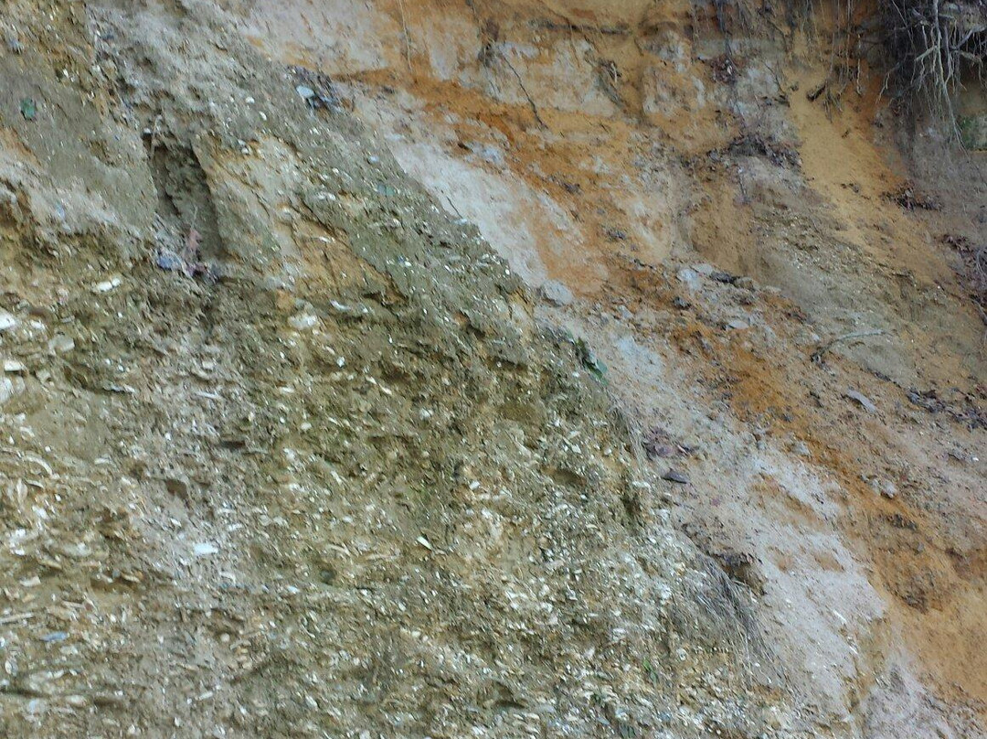 Chippokes State Park-Surry必去景点