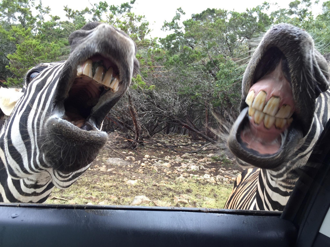 天然桥野生动物牧场-圣安东尼奥市必去景点
