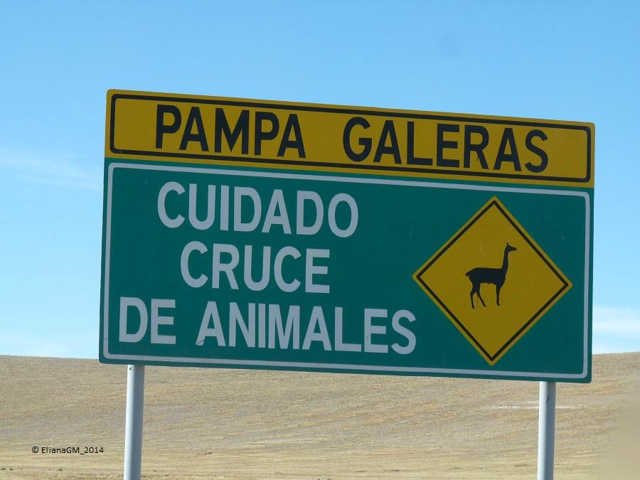 Reserva Nacional Pampa Galeras Barbara D'Achille-Ayacucho必去景点