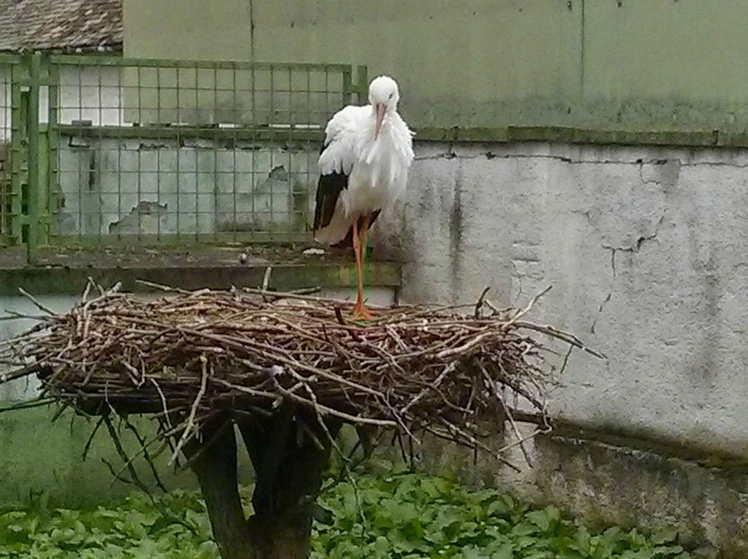 White Stork Museum景点图片