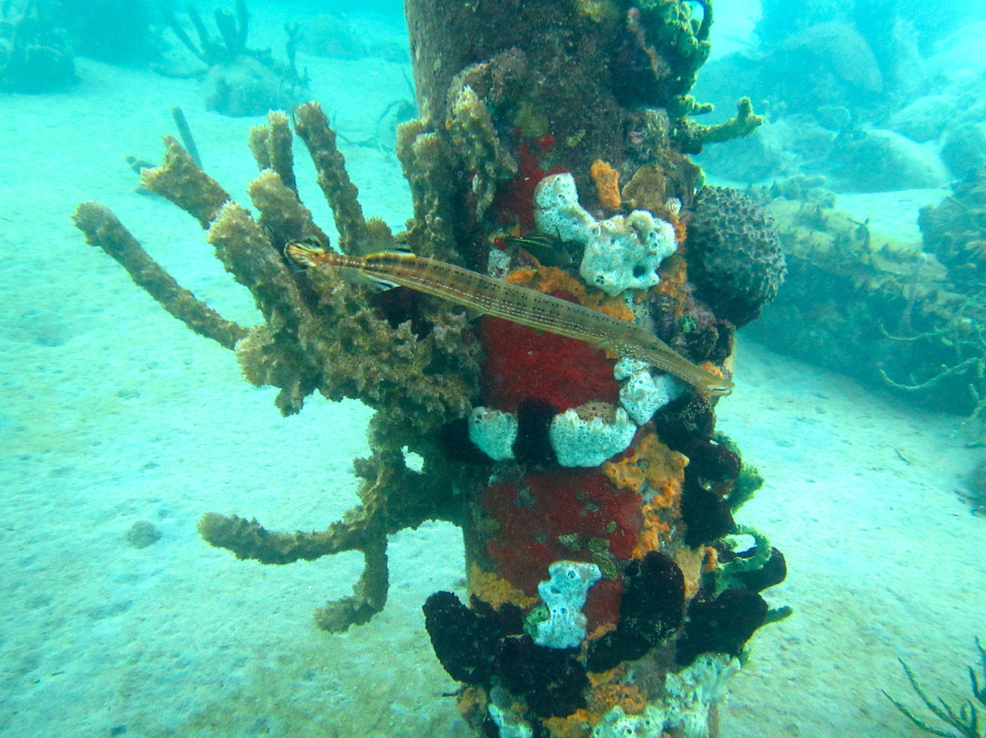 JC Ocean Adventures-Cabrits National Park必去景点