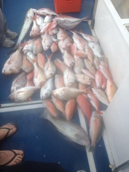 Odyssey Fishing Charters景点图片