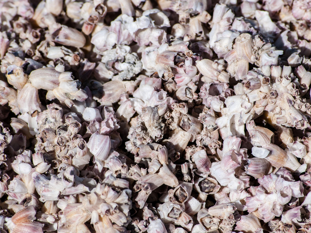 Salton Sea-Salton City必去景点