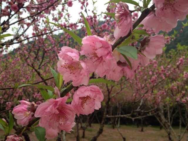 深圳莲花山公园-深圳市必去景点