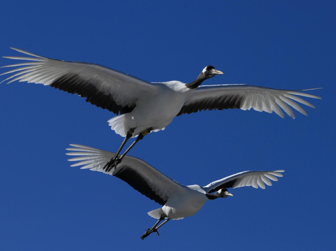 Tsurui Marsh Observatory-鹤居村必去景点