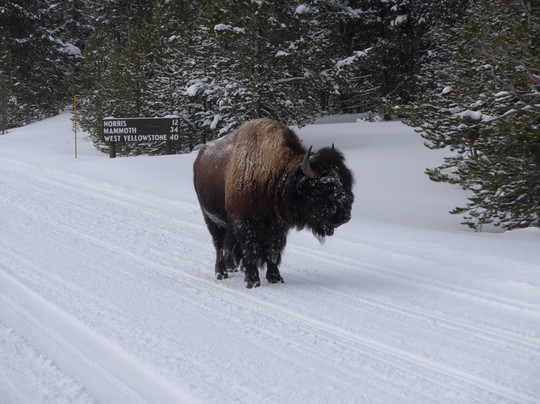 Yellowstone Alpen Guides-西黄石镇必去景点
