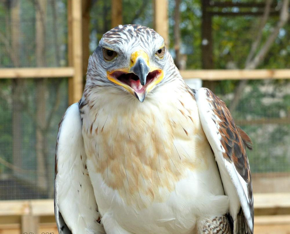 Wild Wings Birds of Prey Centre景点图片