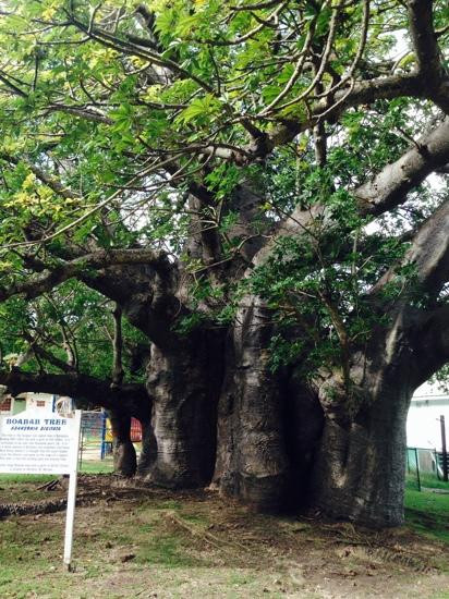 Queen's Park-布里奇顿必去景点