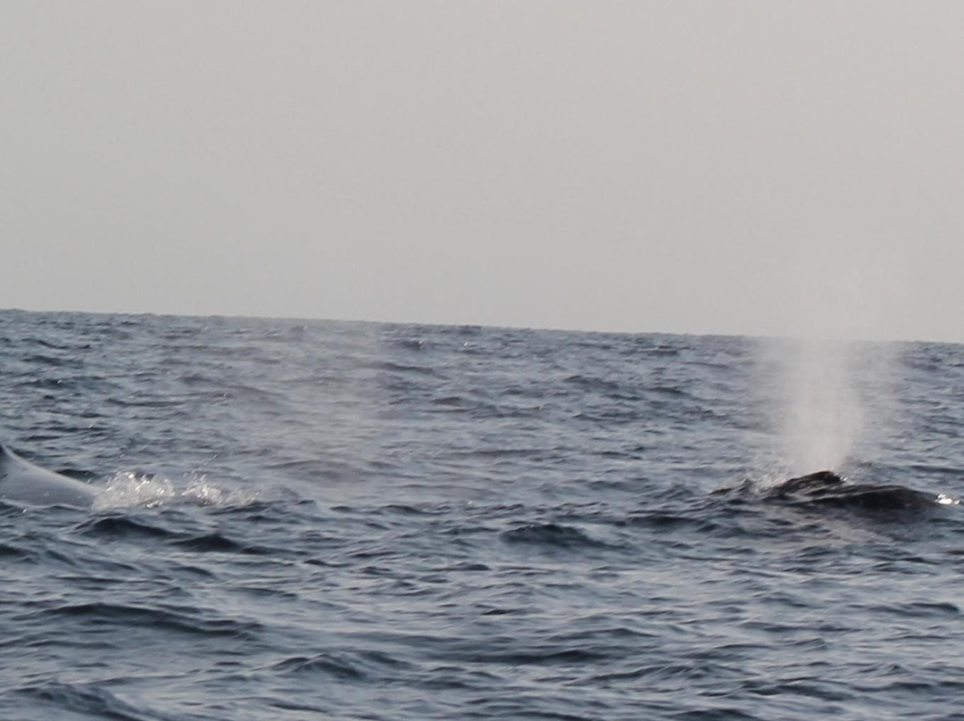 The Dolphin Centre-Ponta do Ouro必去景点