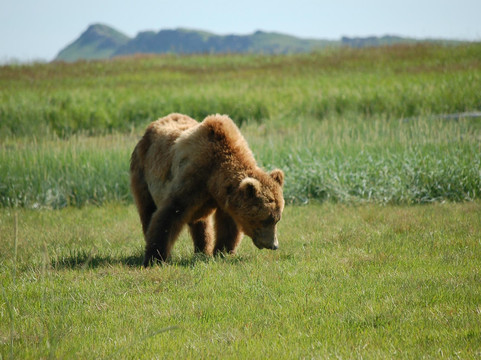 Alaska Wild Bear Adventures-荷马必去景点