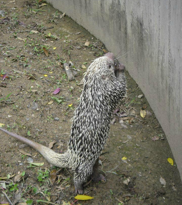 Parque Zoológico Caricuao景点图片