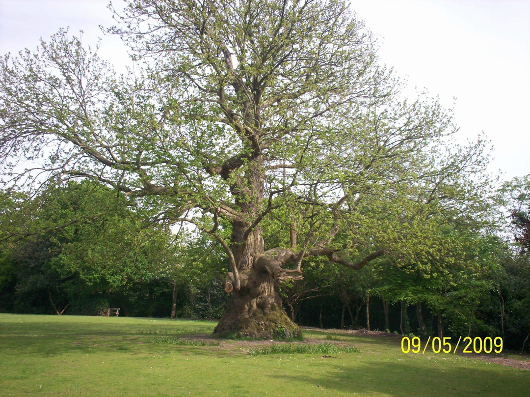 Mayfield Park景点图片