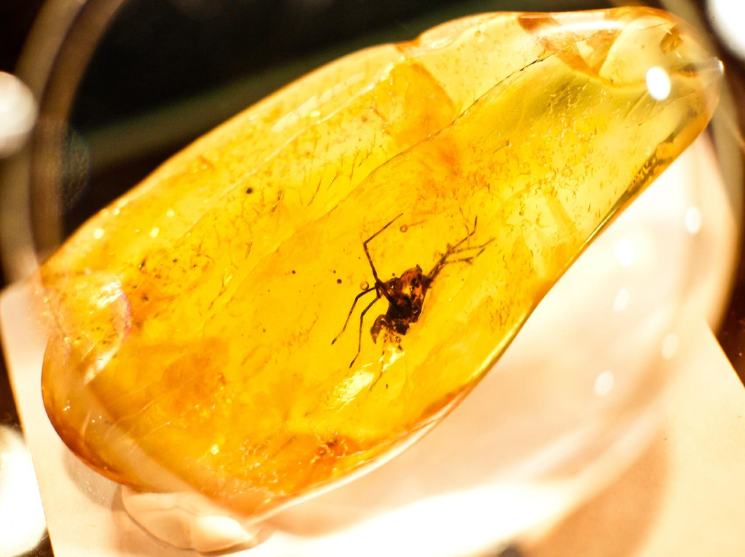 Amber Gallery-格但斯克必去景点