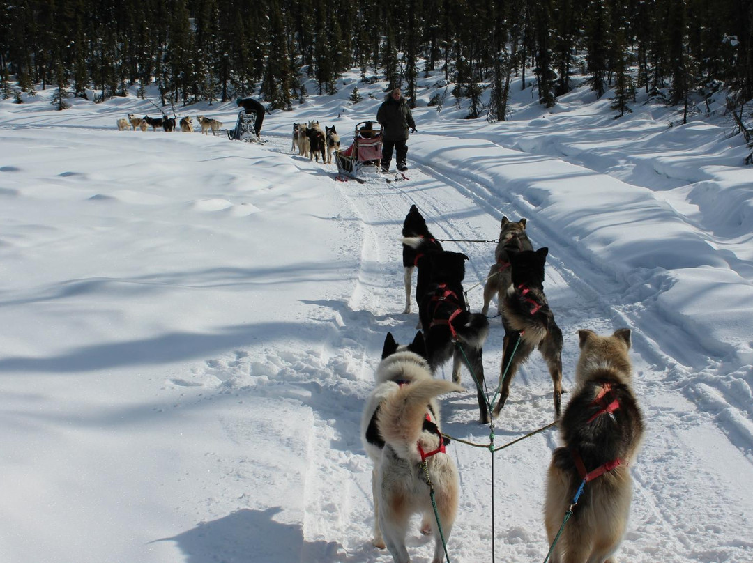 Muzzy's Place Dogsled Adventure -  Day Tours-费尔班克斯必去景点