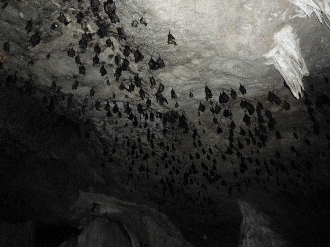 Natasha's Mangrove Nature Tour-兰卡威必去景点
