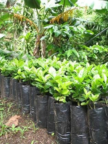 Café San Luis-蒙特沃德必去景点