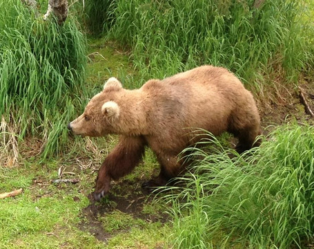 Steller Air Service-荷马必去景点
