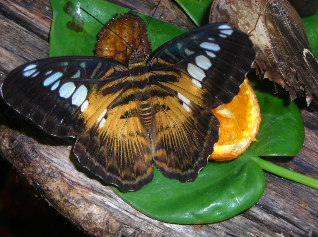Collodi Butterfly House-佩夏必去景点