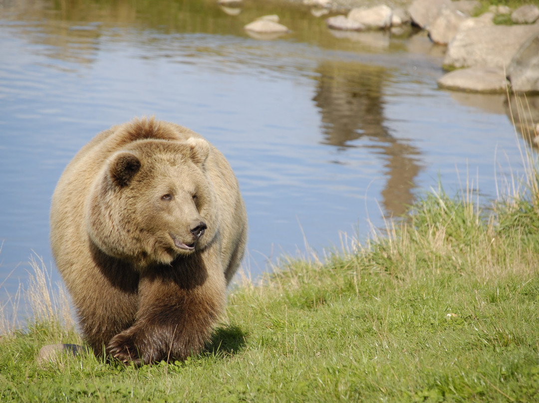 Scandinavian Wildlife Park景点图片