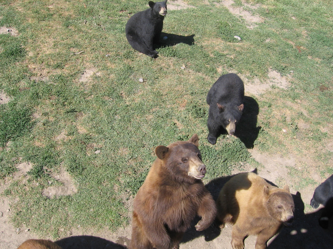 黄石公园熊世界-雷克斯堡必去景点