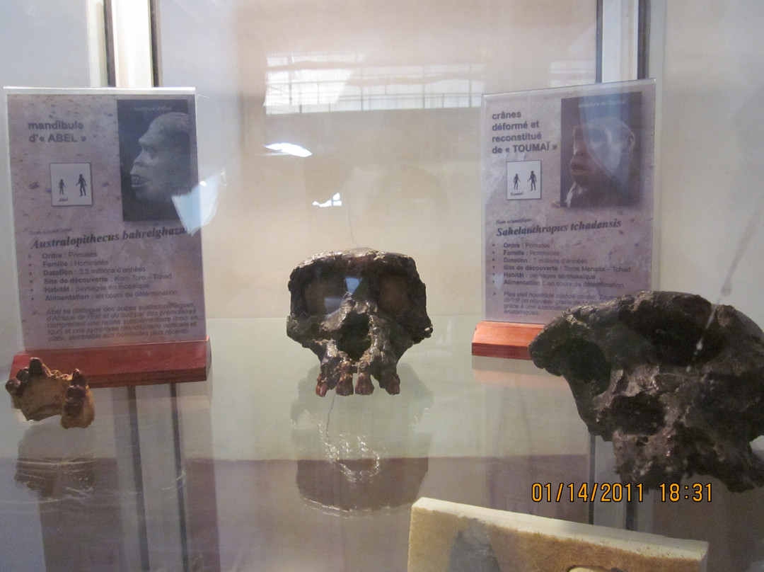 Musée National N'Djamena (National Museum)-恩加美纳必去景点