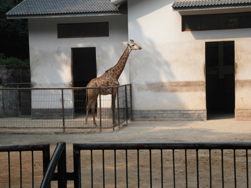 杭州动物园-杭州市必去景点