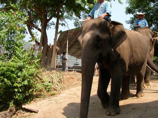 Mae Malai Elephant Training Camp景点图片