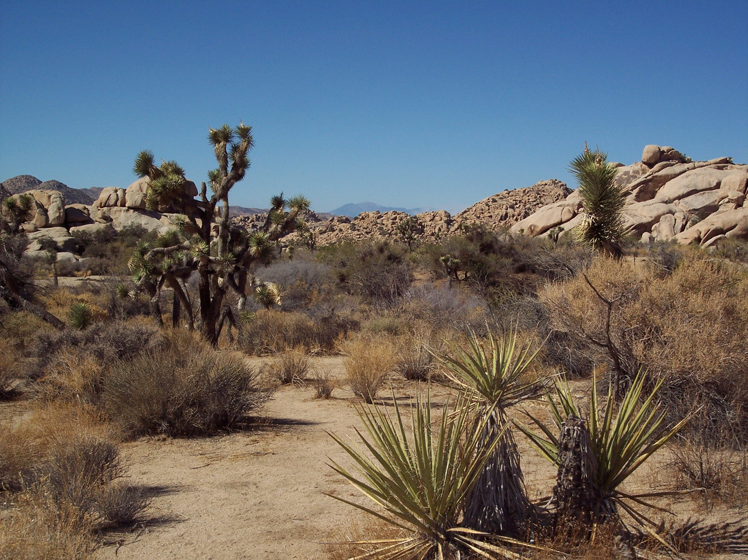 Barker Dam Trail-约书亚树国家公园必去景点