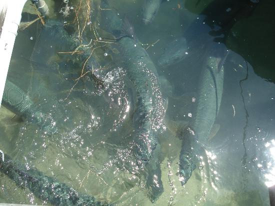 Robbie's of Islamorada-伊斯拉摩拉达必去景点