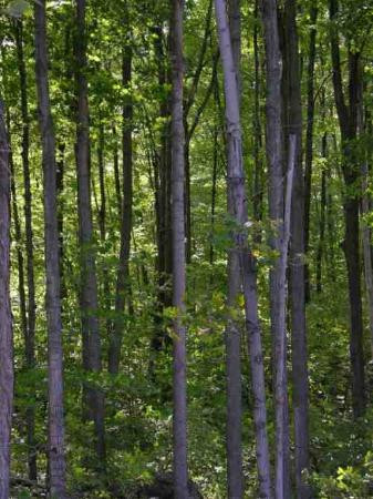 加蒂诺公园-加蒂诺必去景点