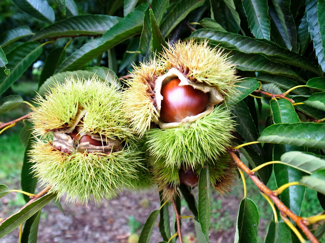 Kobayashi Farm-小布施町必去景点