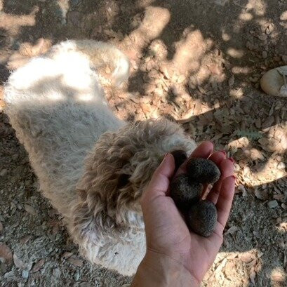 Truffle Hunting Nacci Tartufi景点图片